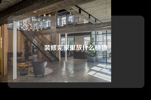 裝修完家里放什么植物