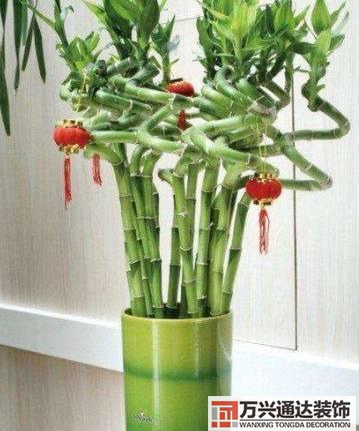 水仙花的風水家里養水仙花風水