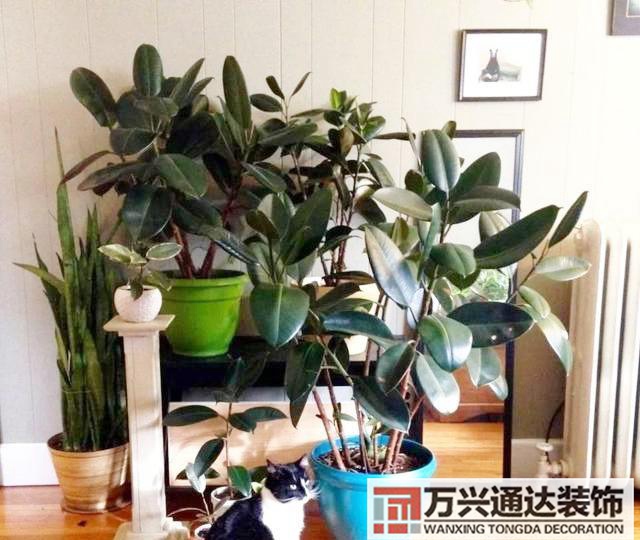 室內風水圖片室內風水布局圖解