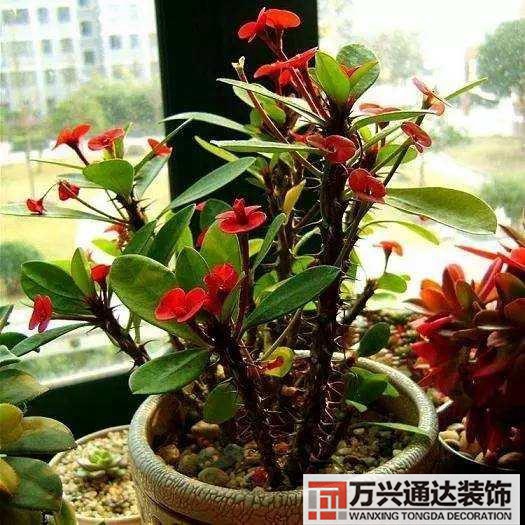 室內風水圖片室內風水布局圖解