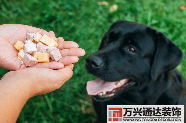 家里養(yǎng)狗對(duì)風(fēng)水好嗎養(yǎng)狗最忌諱的一個(gè)生肖