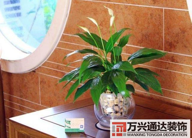 風水家里養什么花好在風水上家里養什么花最好