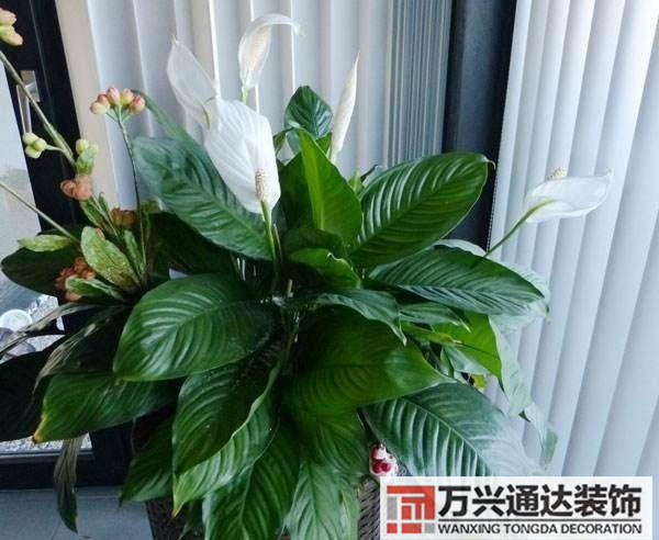 風水家里養什么花好在風水上家里養什么花最好