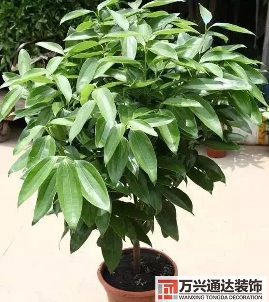 風水家里養什么花好在風水上家里養什么花最好