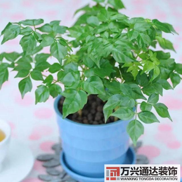風水家里養什么花好在風水上家里養什么花最好