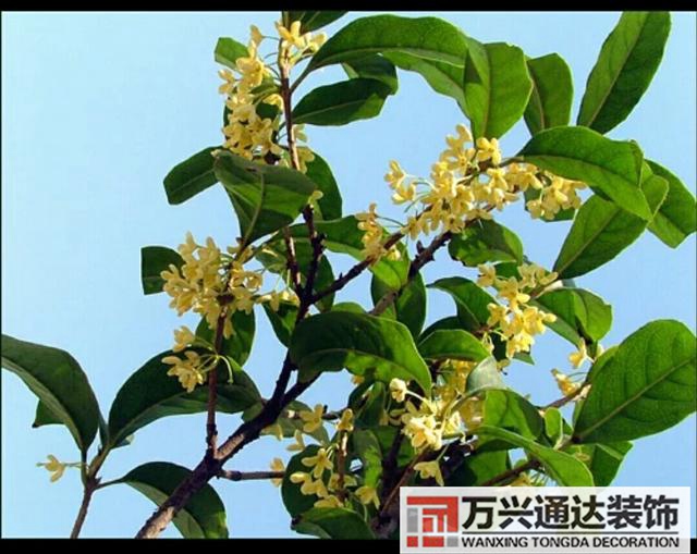 橘子樹風水門口栽桔子樹風水