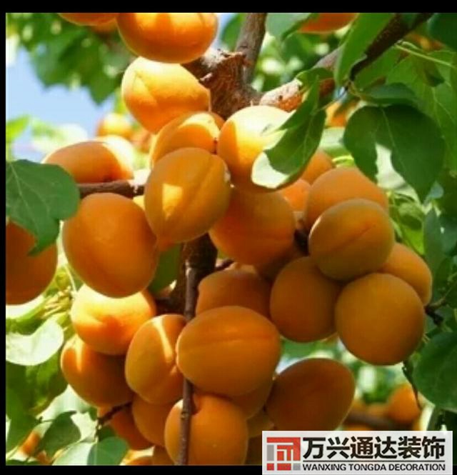 橘子樹風水門口栽桔子樹風水