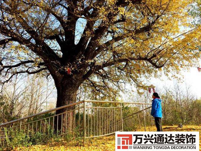 白果樹風水家門口種白果樹風水好嗎