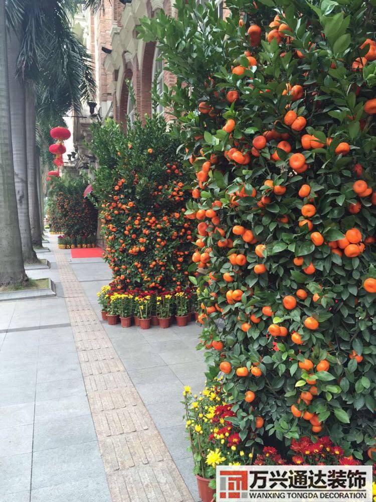 橘子樹(shù)風(fēng)水橘子樹(shù)風(fēng)水好嗎